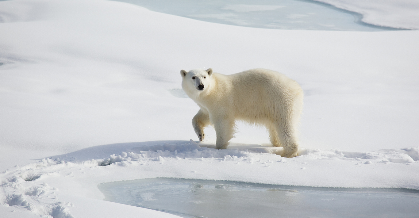 Churchill, Canada, is the 'polar bear capital of the world'