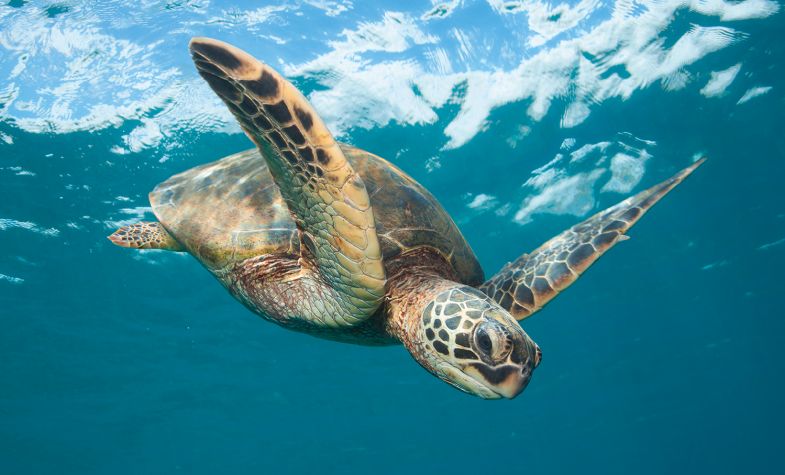 Certina supports sea turtle conservation
