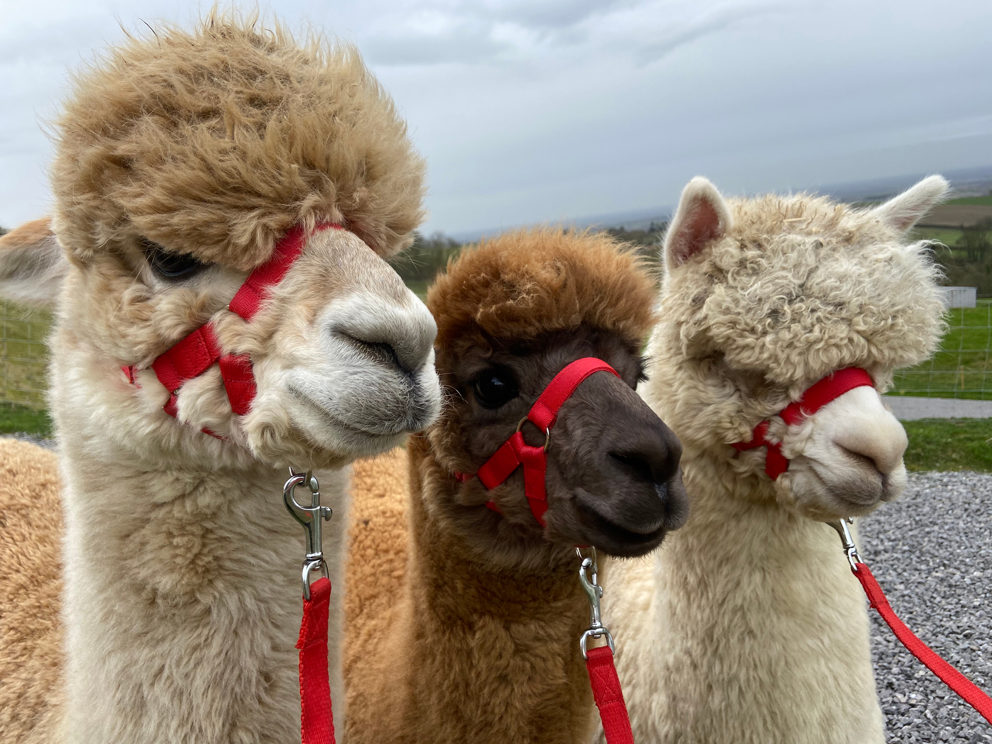 The Private Hill is a farm-free area within the farm, with their kind alpacas roaming around