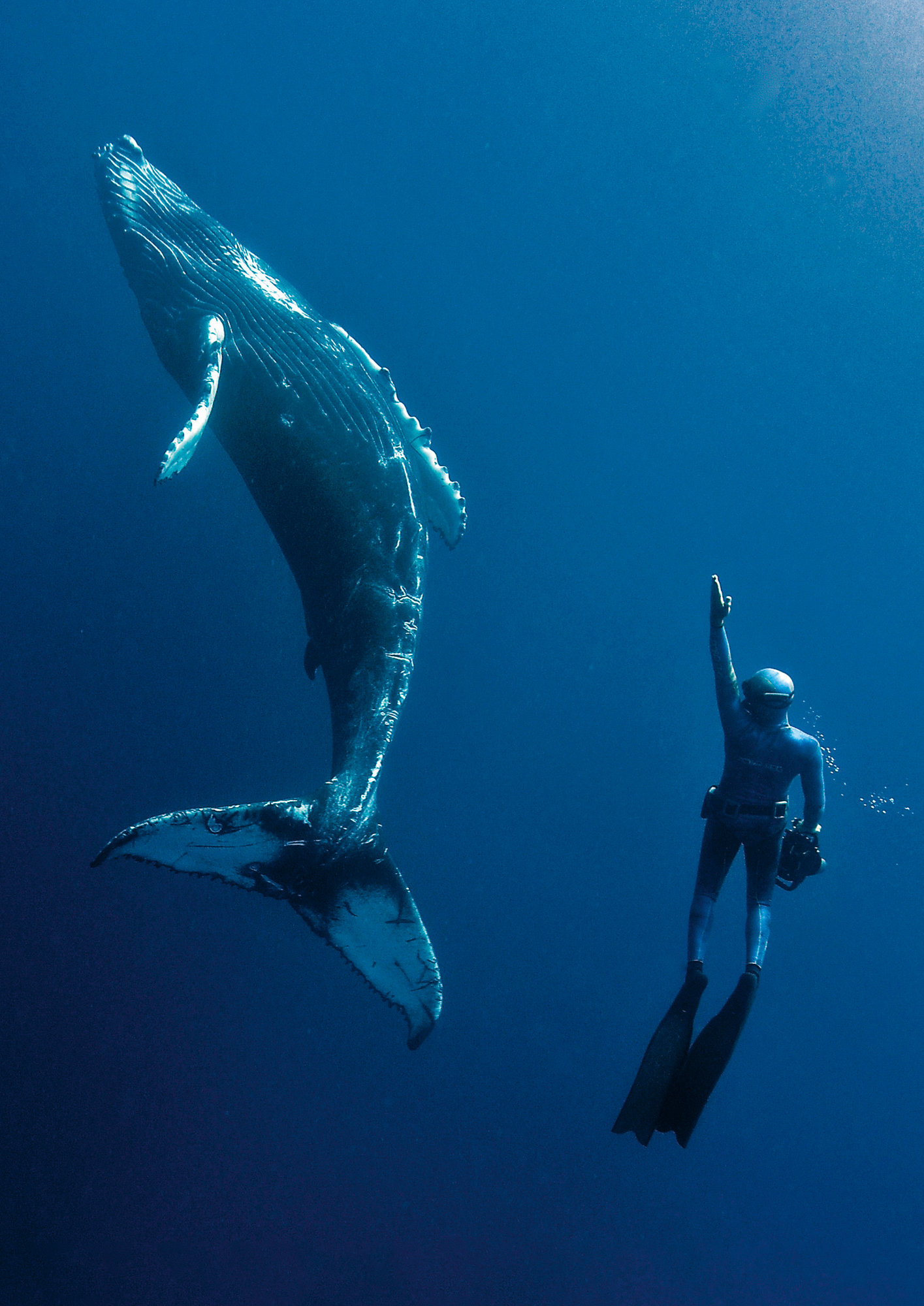 Humpbacks migrate to warmer water to breed