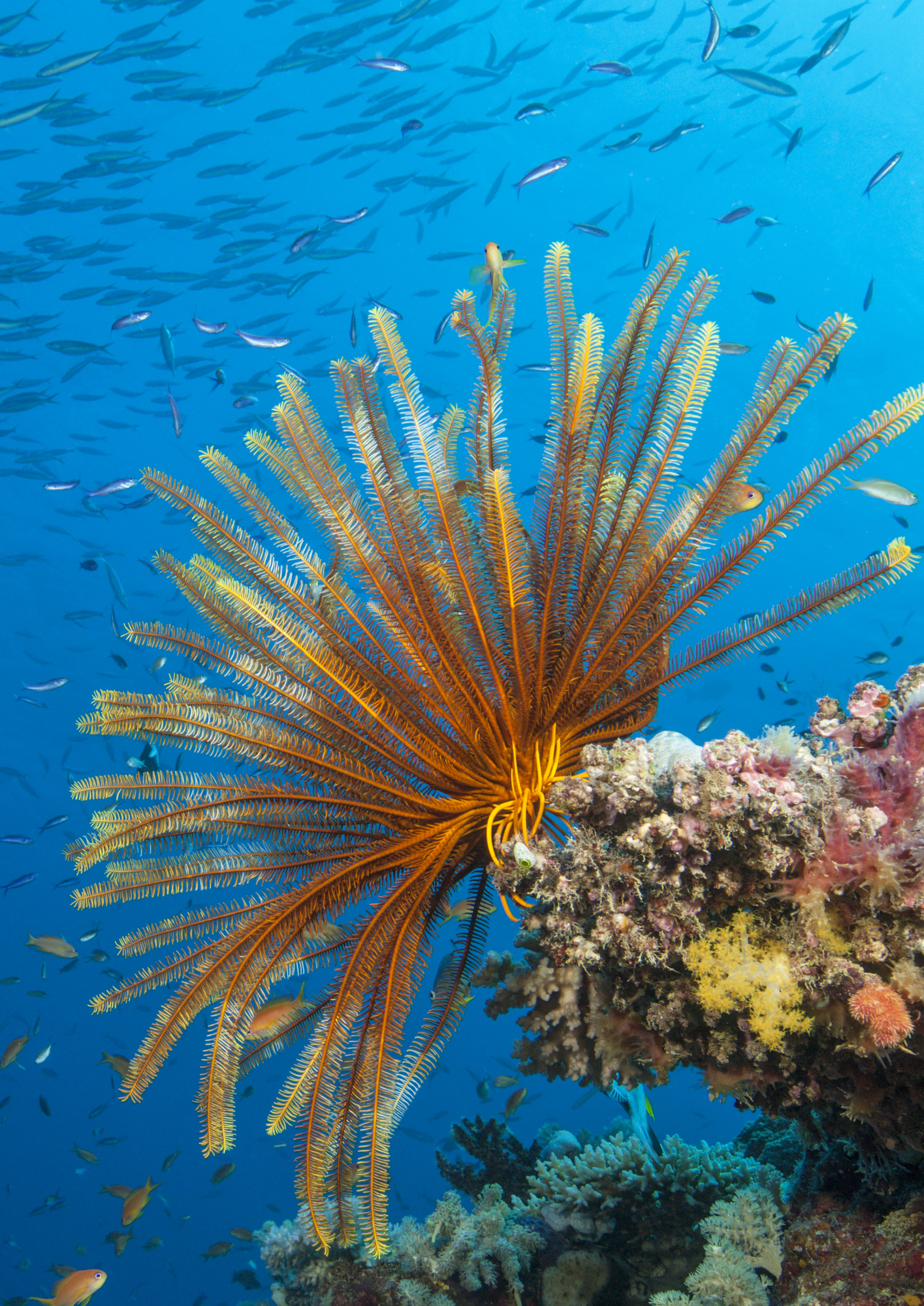 Tiffany & Co invests in coral conservation