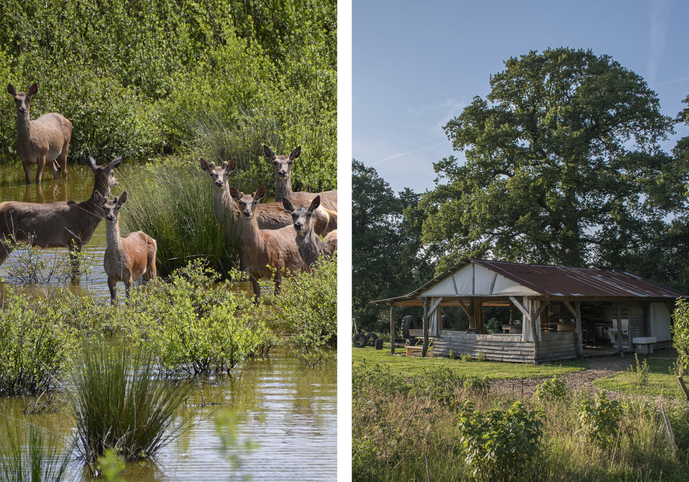 Wildlife spotting and wild camping at Knepp Castle Estate in Sussex (Credit for both: Knepp Wildland)