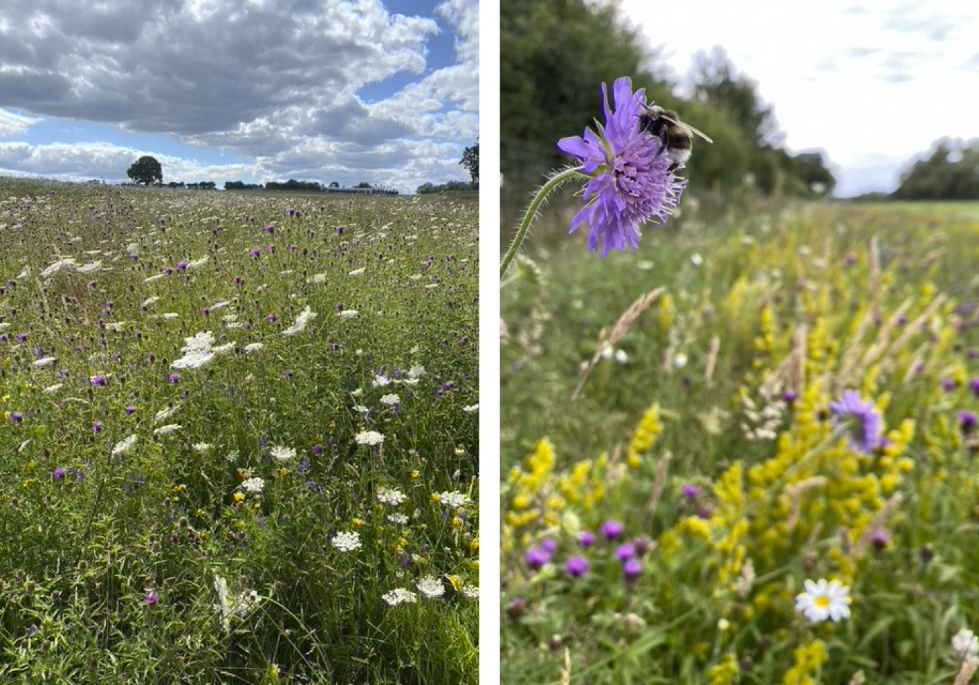 Wild Flower meadows at Manor Farm in Norfolk, also home to Wild With Nature Glamping