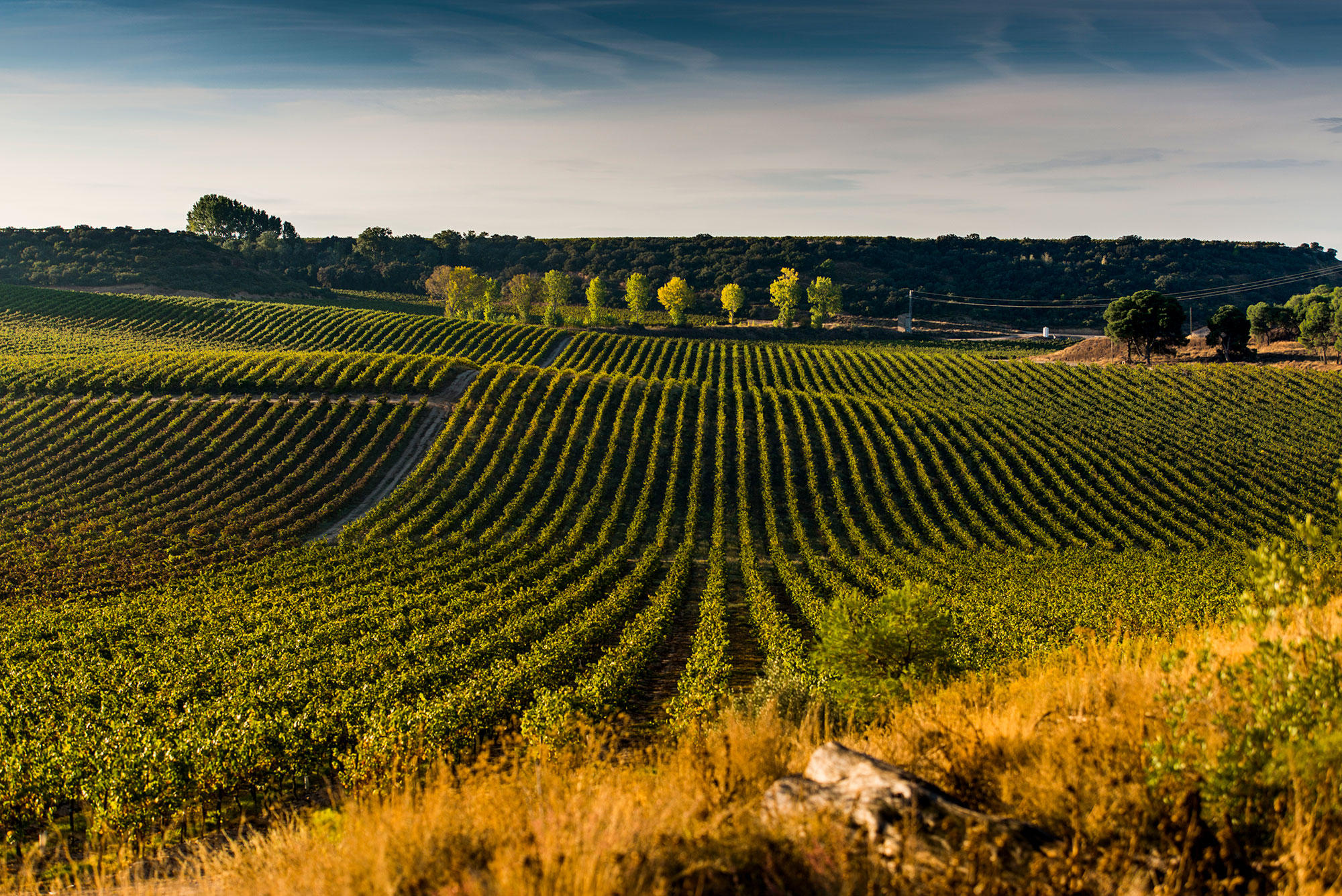 The vineyards of Codorníu