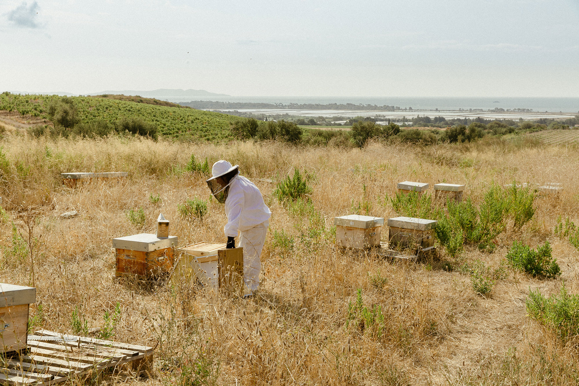 Within Château Galoupet's estate the Observatoire Francais d’Apidologie have installed 200 beehives