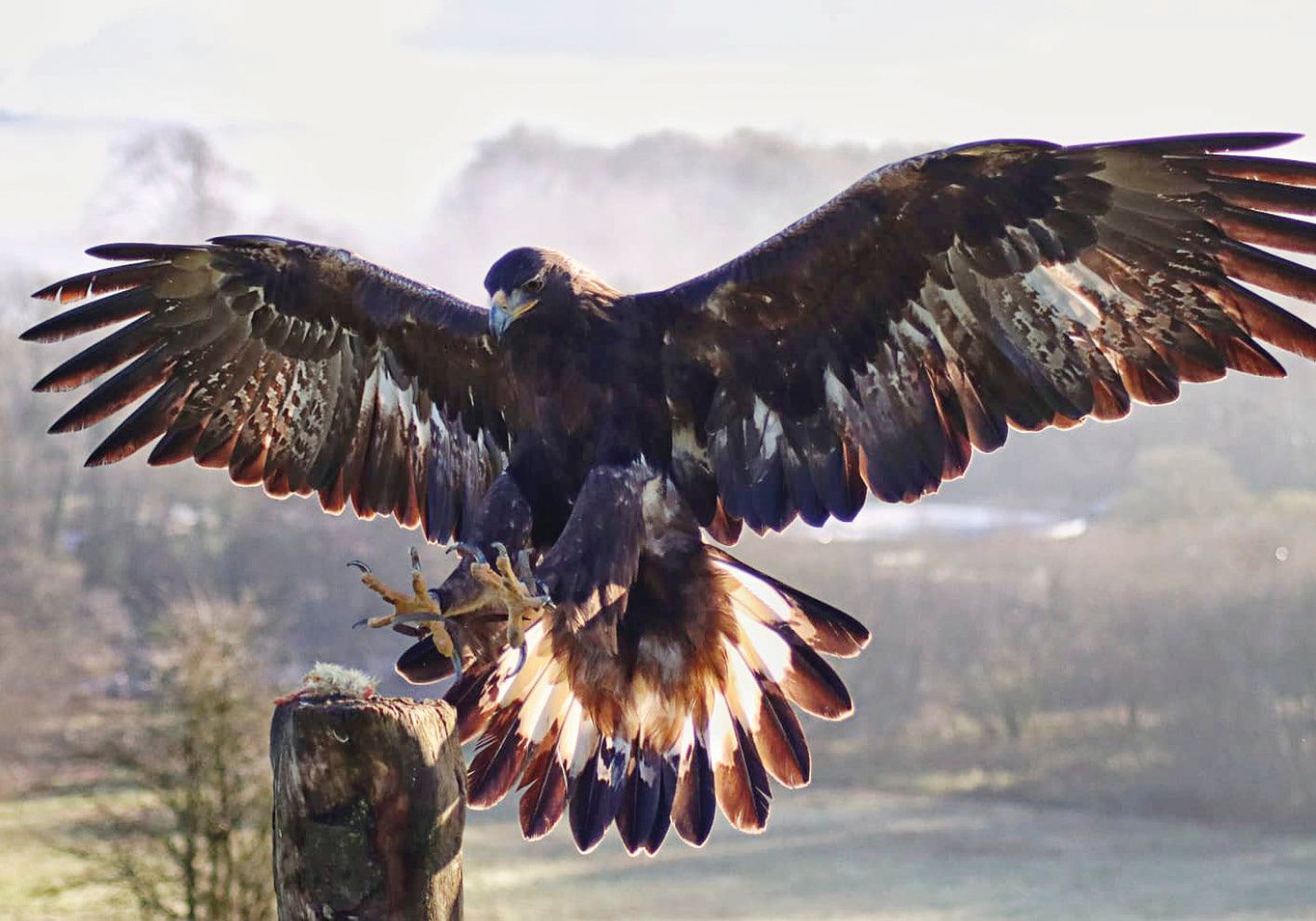 British Bird Of Prey Centre Wales  Flying Experiences Carmarthenshire