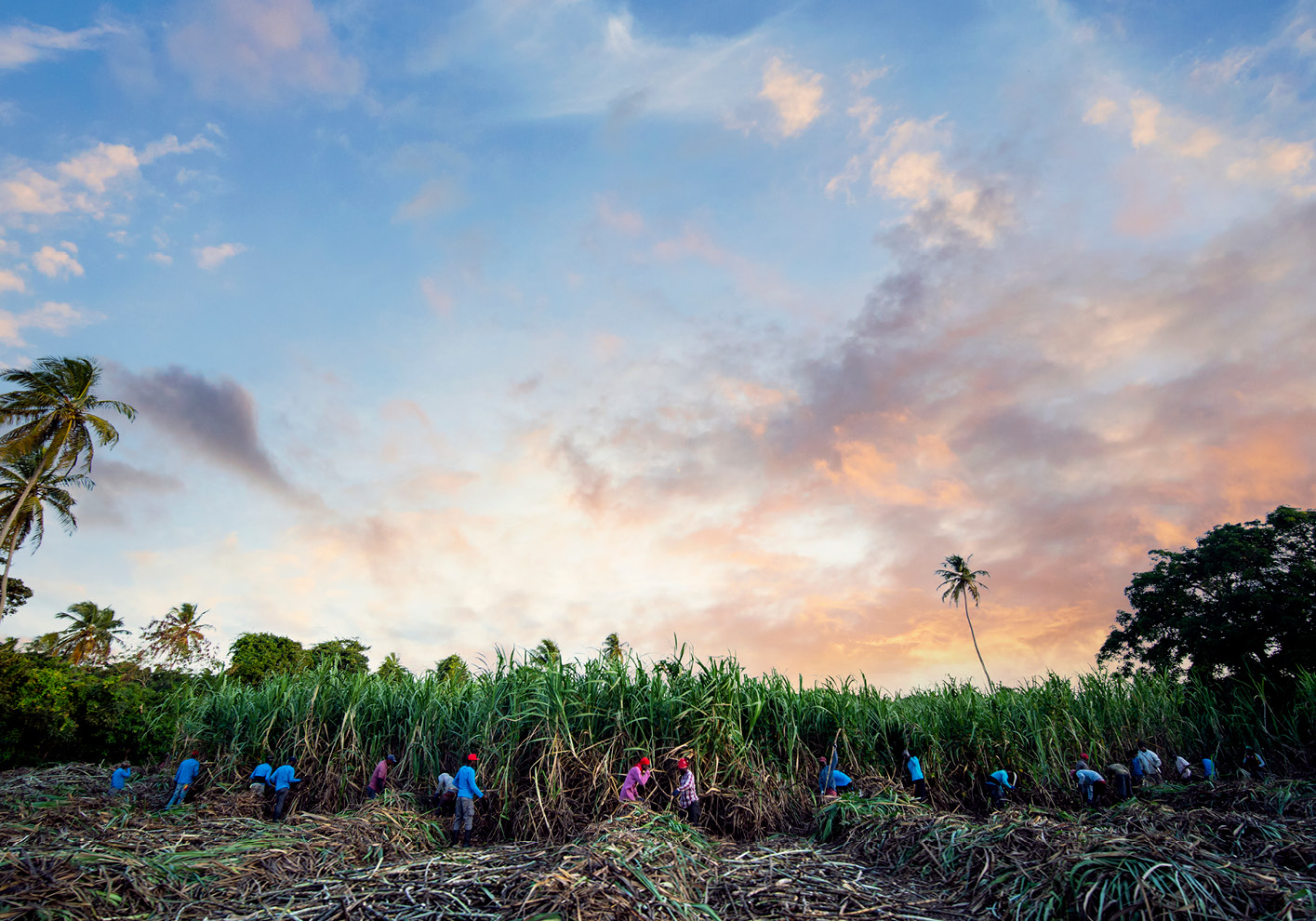 Cane is farmed in Grenada