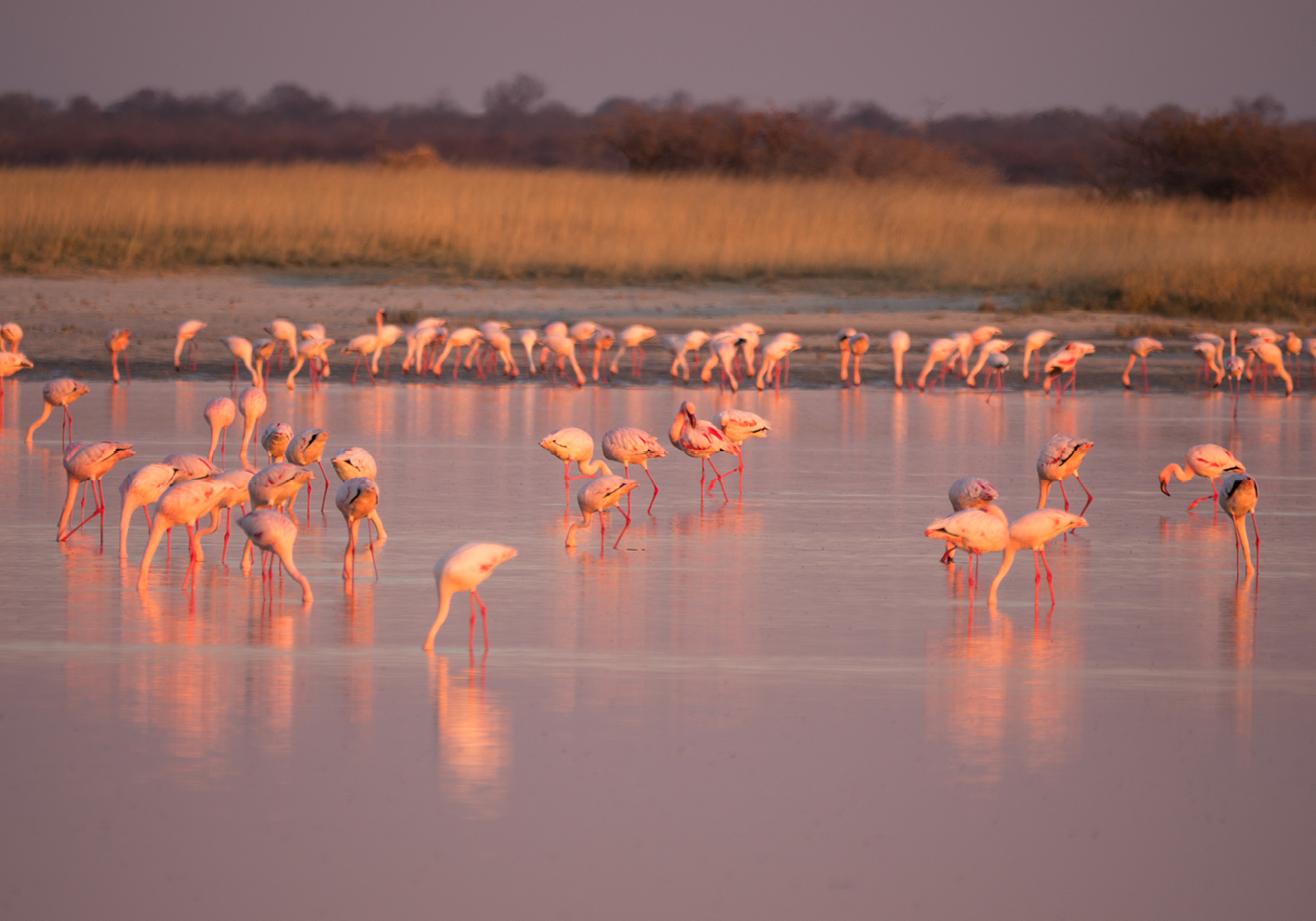 Flamingos feast on brine shrimp in water-covered salt pans
