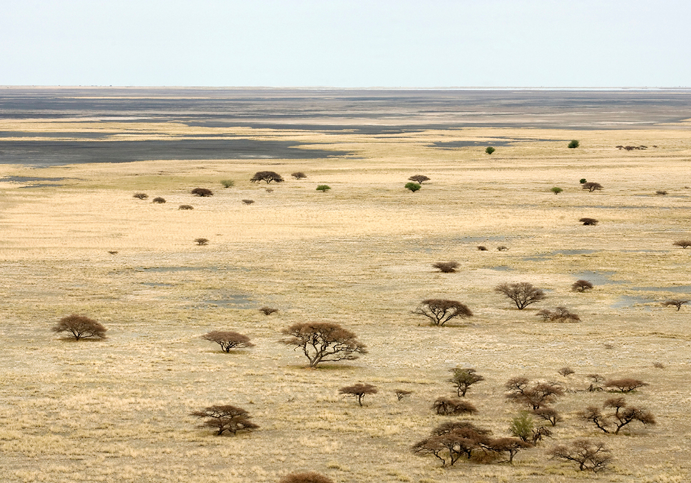 The Kalahari grasslands dotted with ancient baobab trees