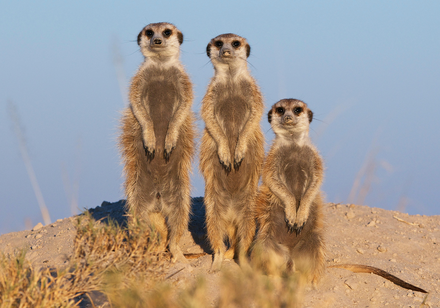 Meerkats on alert for predators