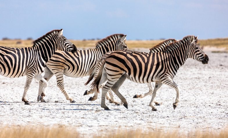 Dazzles of 25,000 zebra pass through Eastern Botswana’s Makgadikgadi as part of the world’s second-largest mammal migration