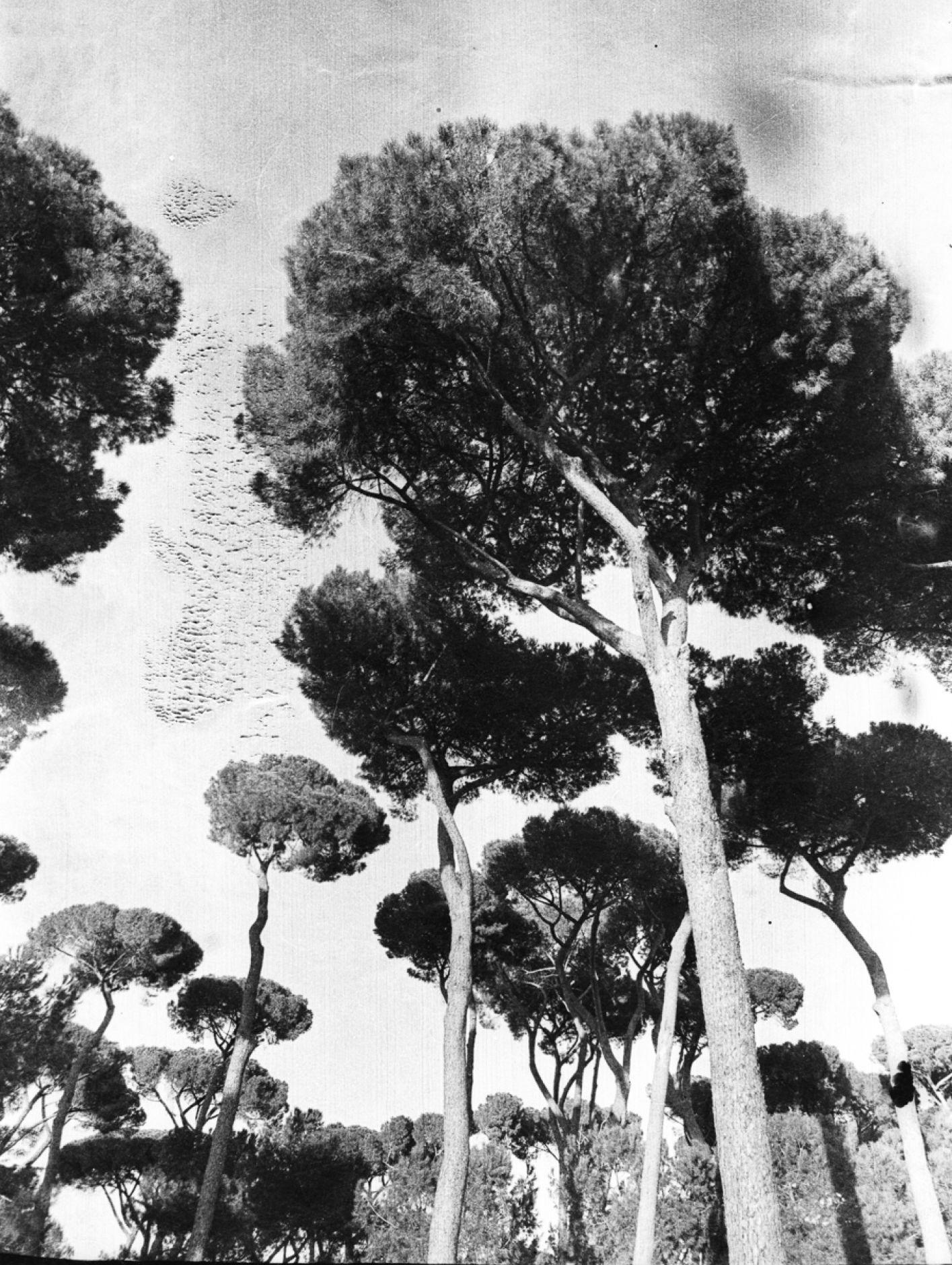 Julien Drach, Villa Borghese VII, 2019