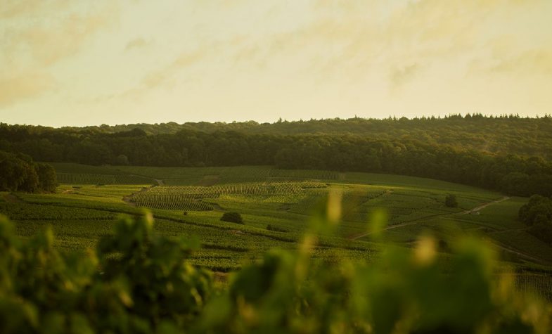 Lallier's vineyards are HVE 3 certified (the highest level of the French government’s High Environmental Value certification)