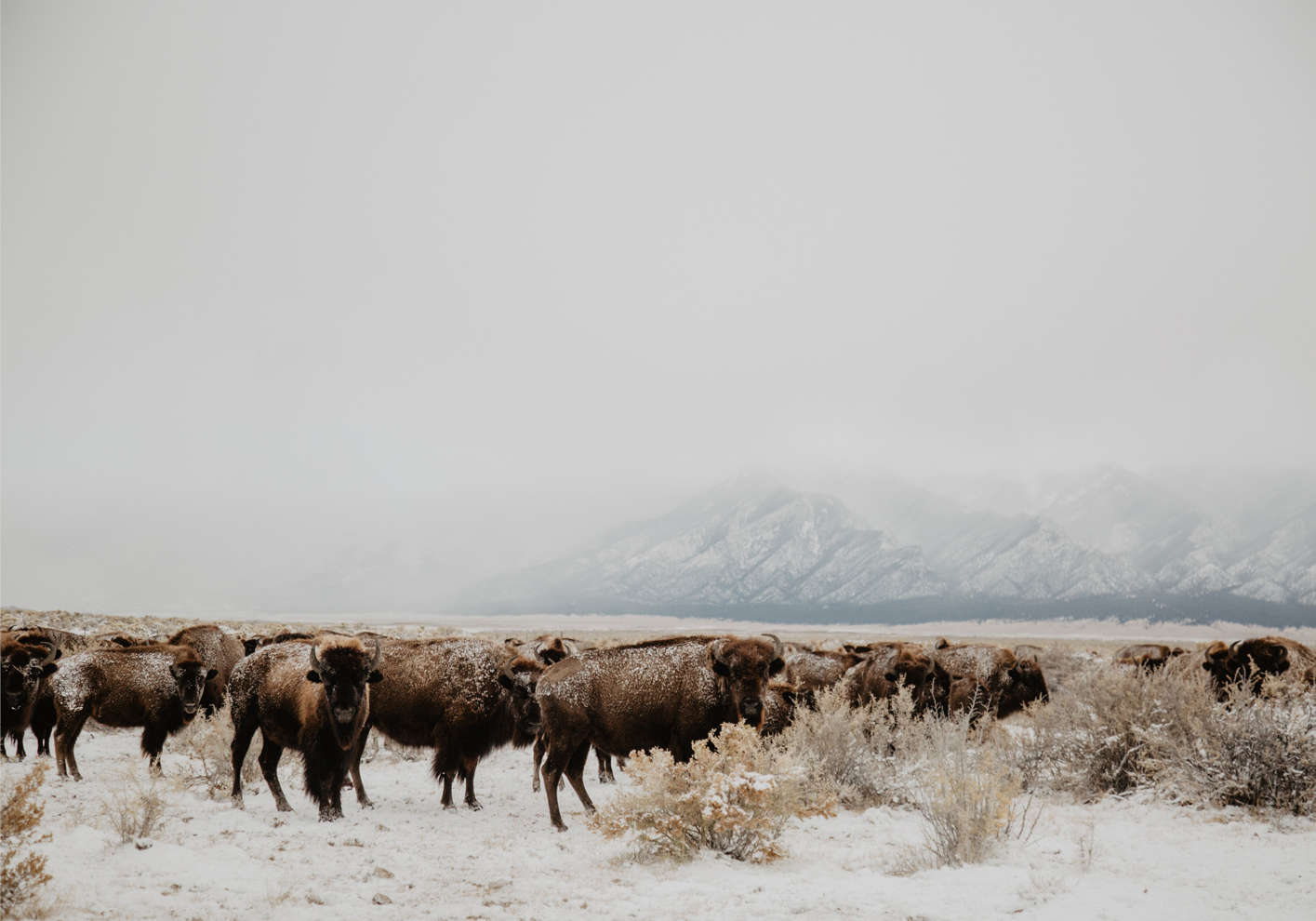A herd of North American plains bison