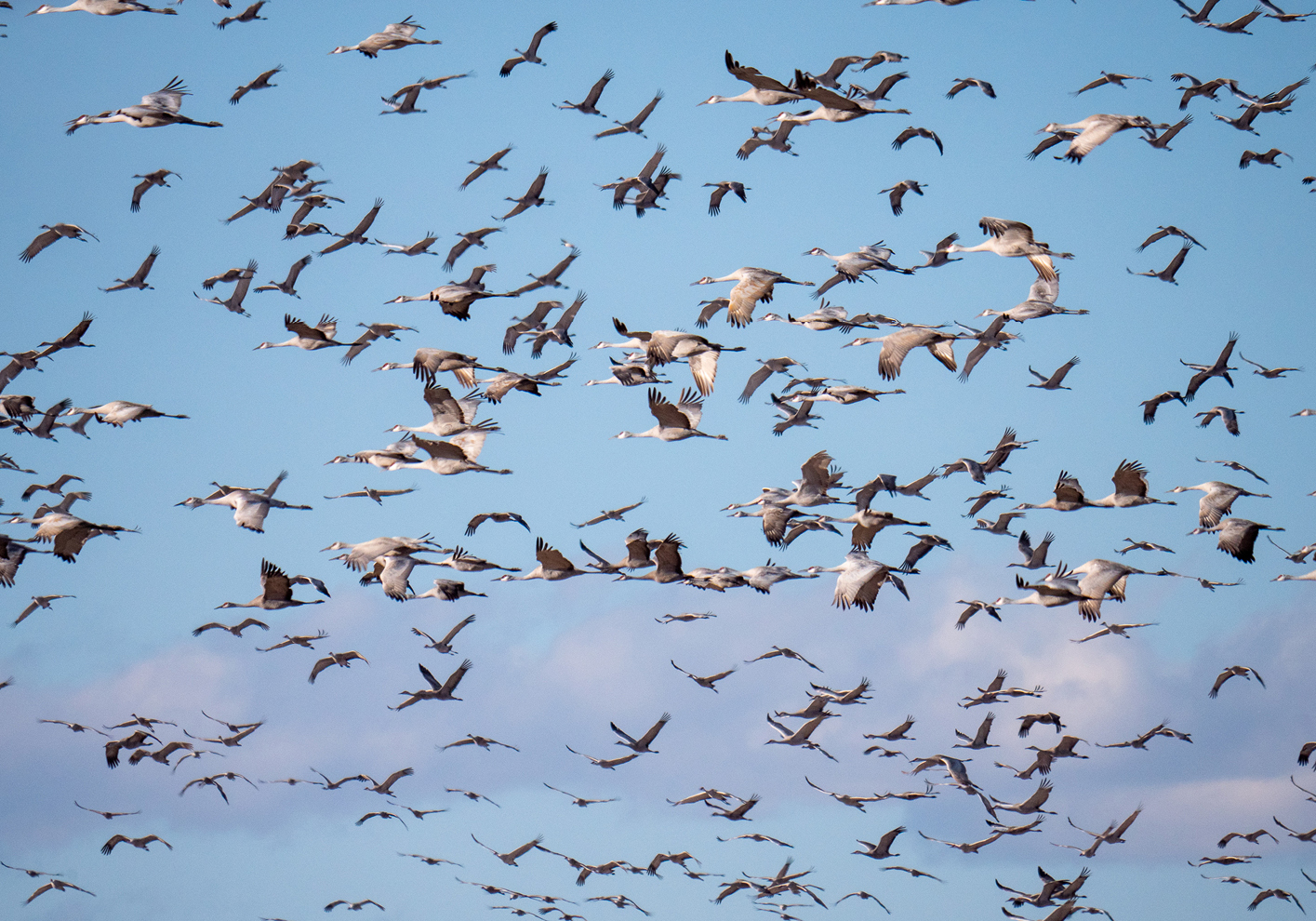 flocks of sandhill cranes pass through Zapata during migration season
