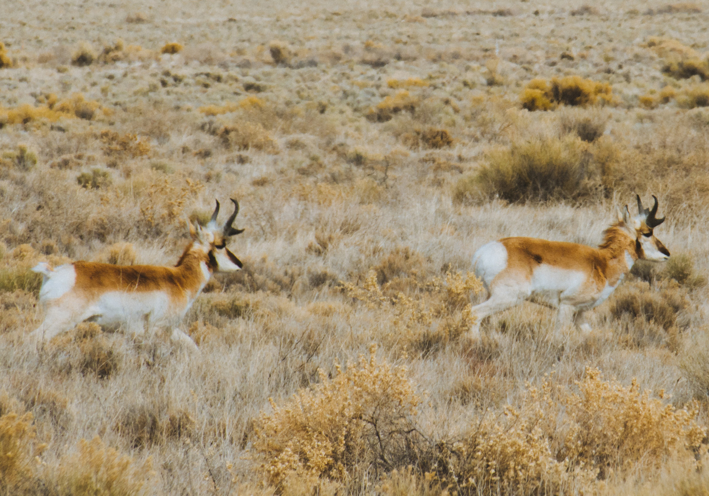 Pronghorn deer bound through the ranch’s open bush