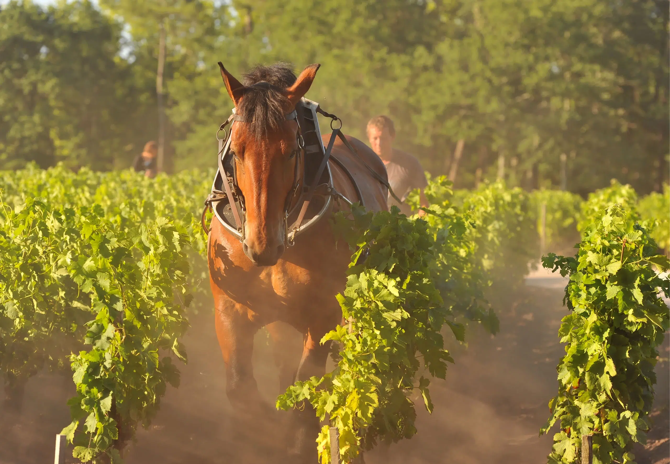 Horse in vineyard