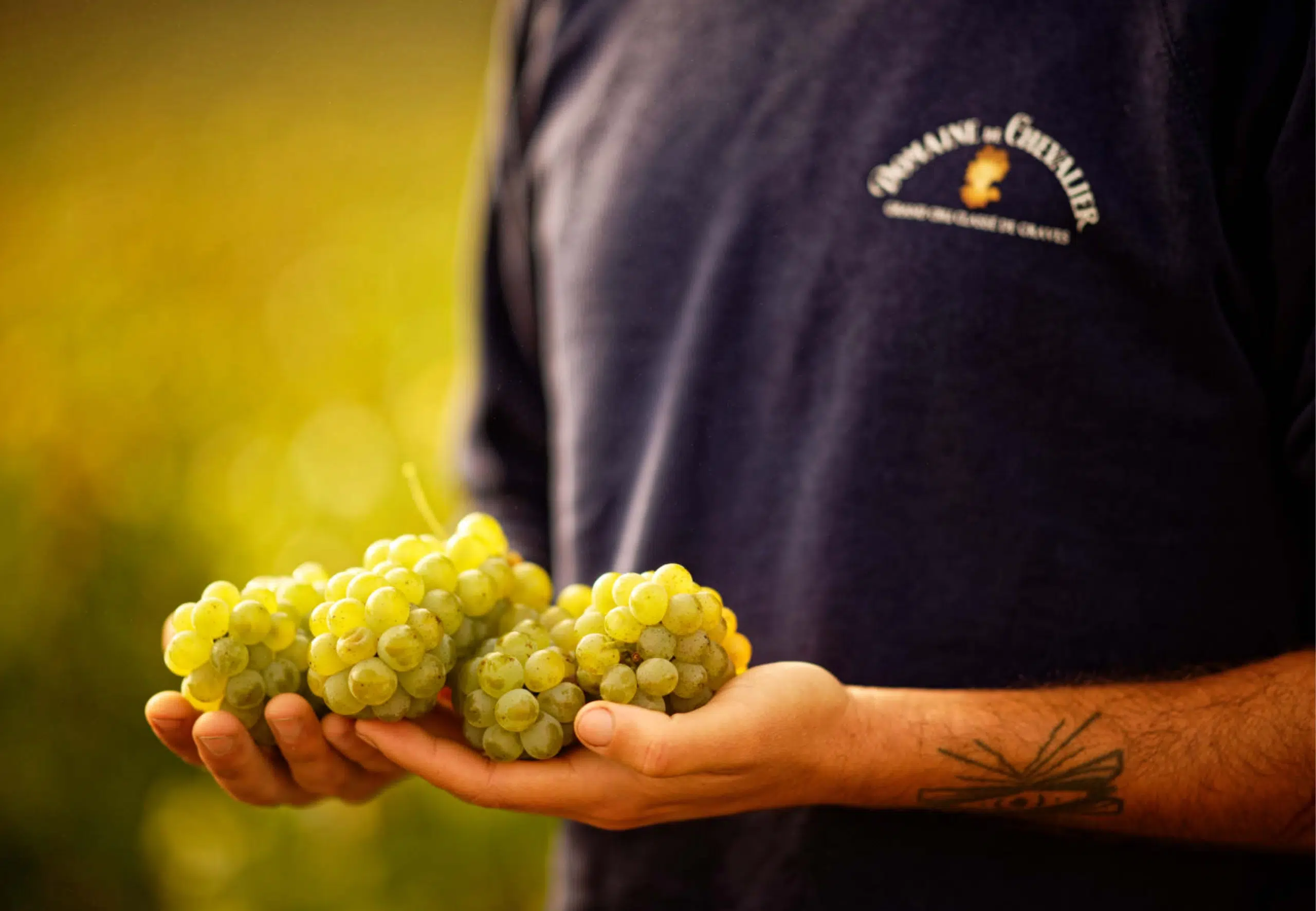 Grapes in vineyard